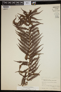 Cyathea myosuroides image