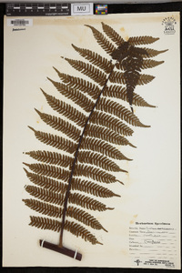 Cyathea portoricensis image