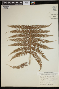 Cyathea serra image