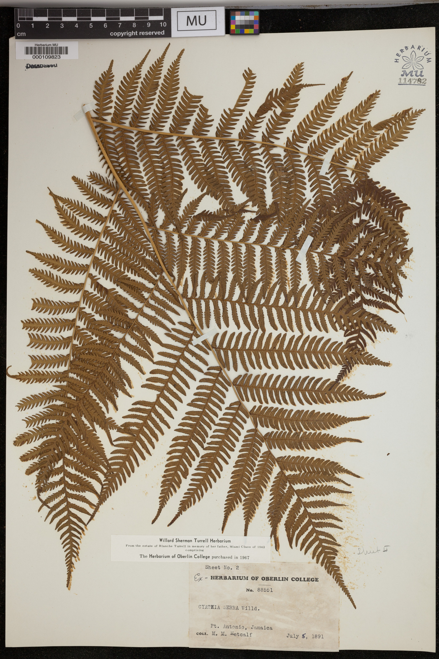 Cyathea serra image