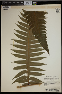 Hemitelia horrida image