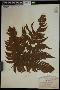 Hemitelia horrida image