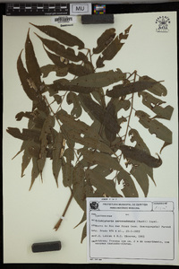 Cyathea corcovadensis image