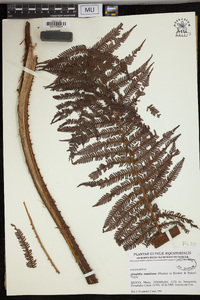 Cyathea manniana image