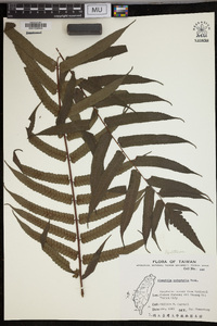 Alsophila podophylla image