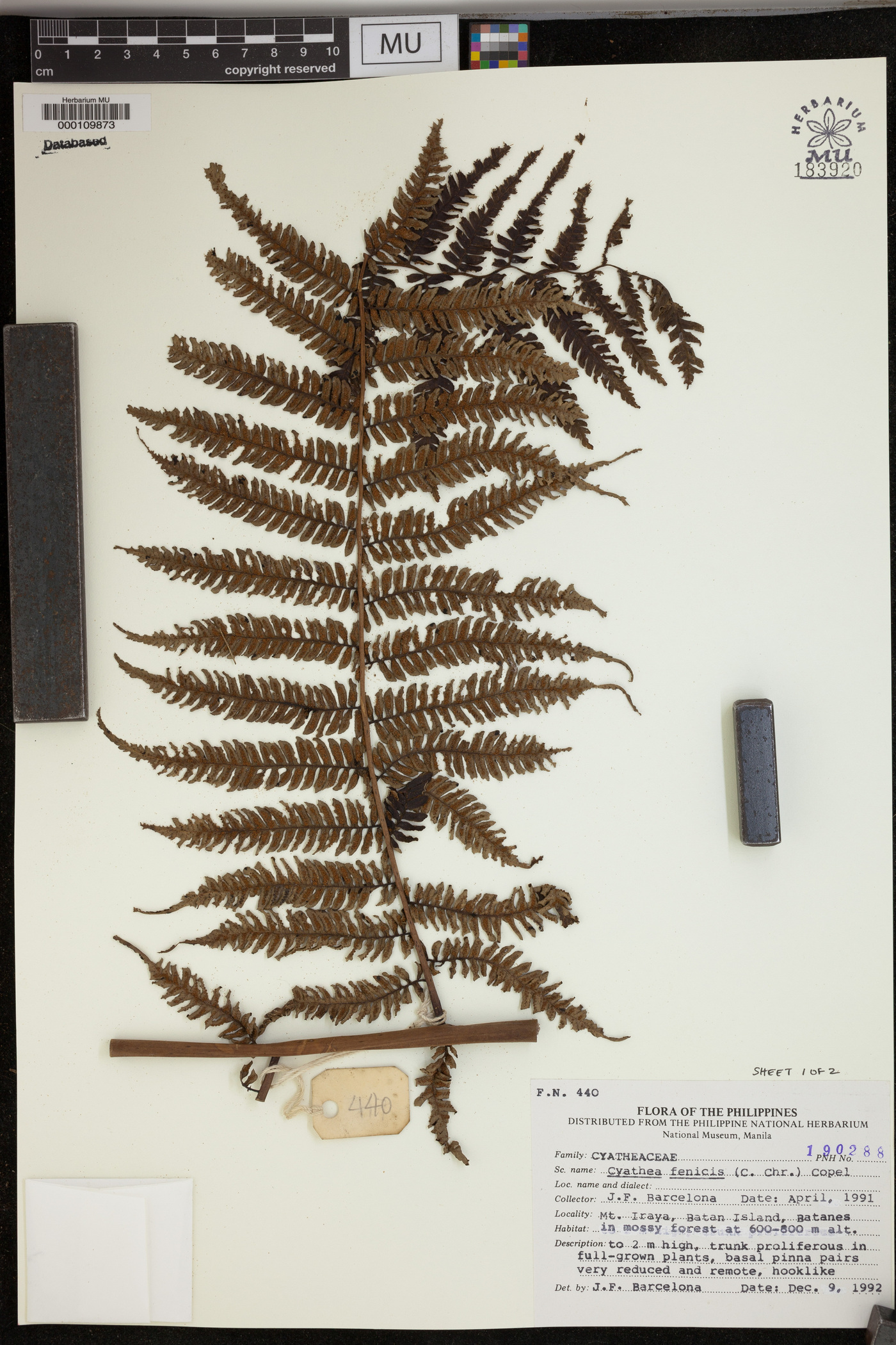 Cyathea fenicis image