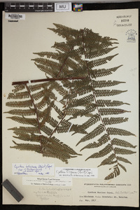 Cyathea fuliginosa image