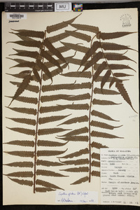 Cyathea glabra image