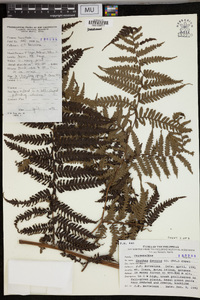 Cyathea fenicis image