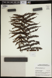 Cyathea heterochlamydea image