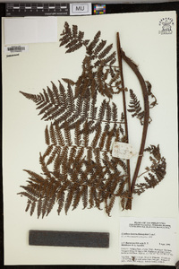 Cyathea heterochlamydea image