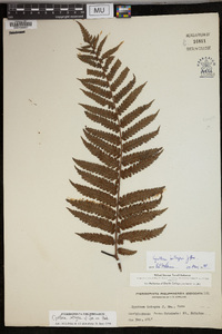 Cyathea integra image