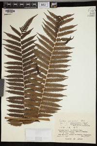 Cyathea spinulosa image