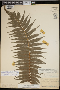 Cyathea latebrosa image