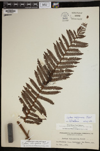 Cyathea rufopannosa image