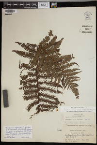 Cyathea spinulosa image