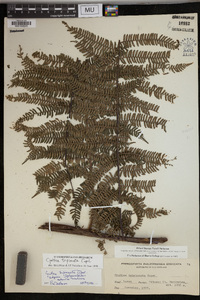 Cyathea tripinnata image