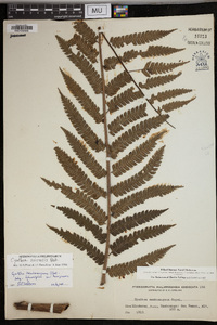 Cyathea suluensis image