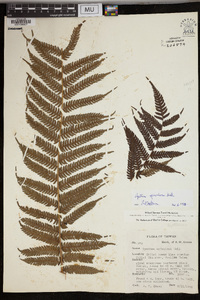 Cyathea spinulosa image