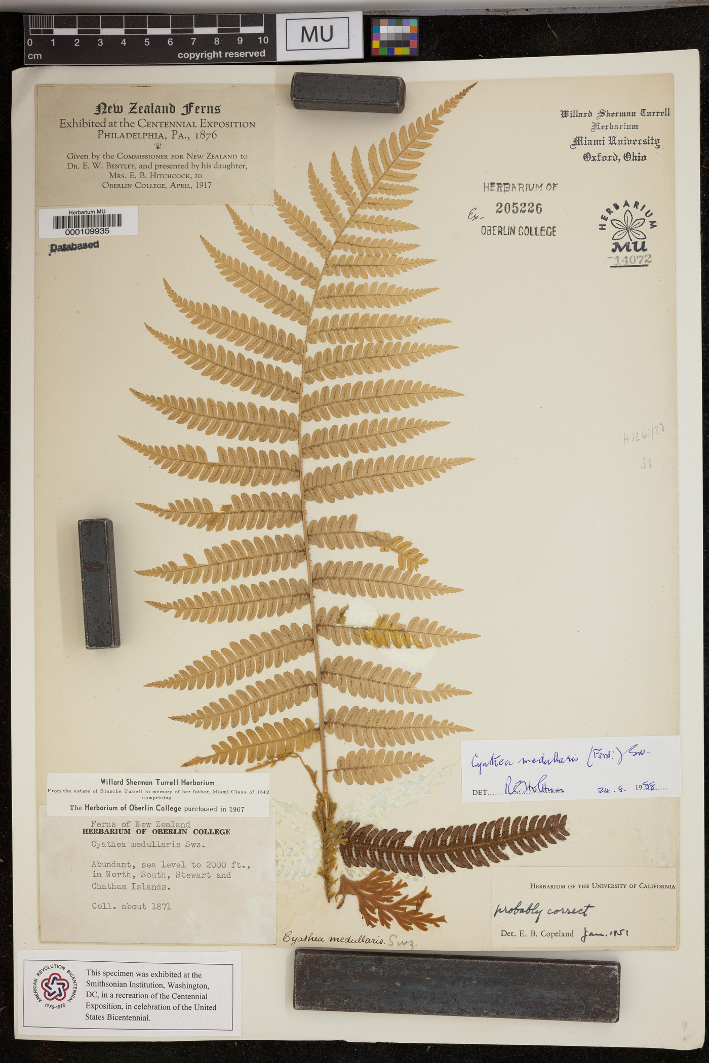 Cyathea medullaris image