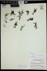 Didymoglossum punctatum image
