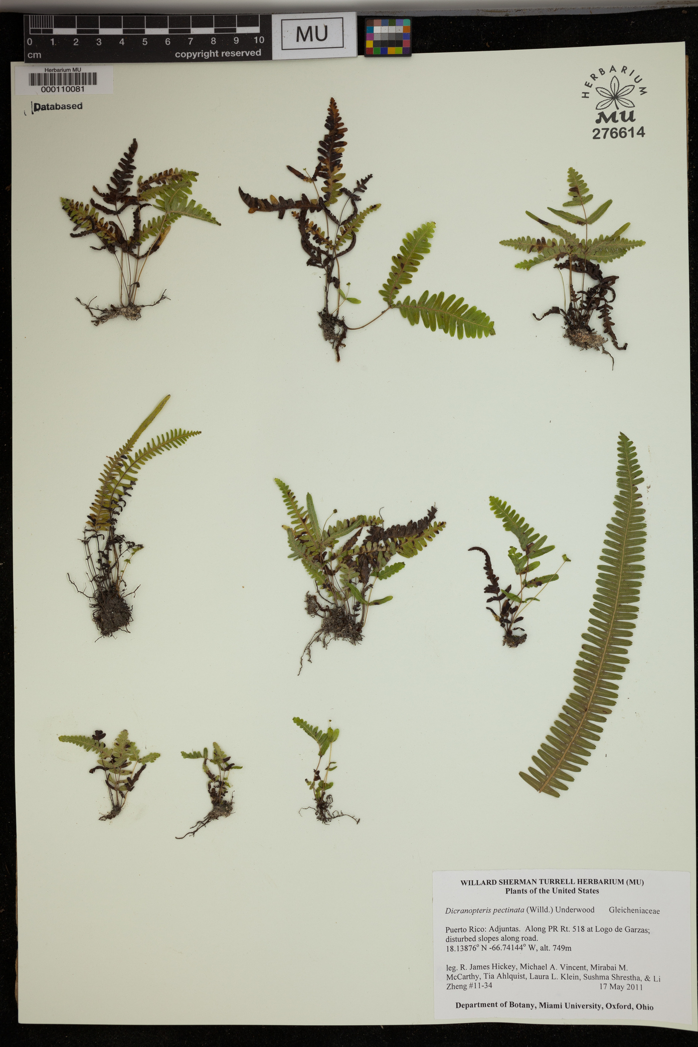 Gleichenella pectinata image