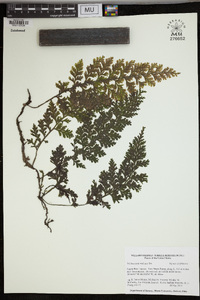 Trichomanes pedicellatum image