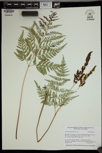 Anemia adiantifolia image