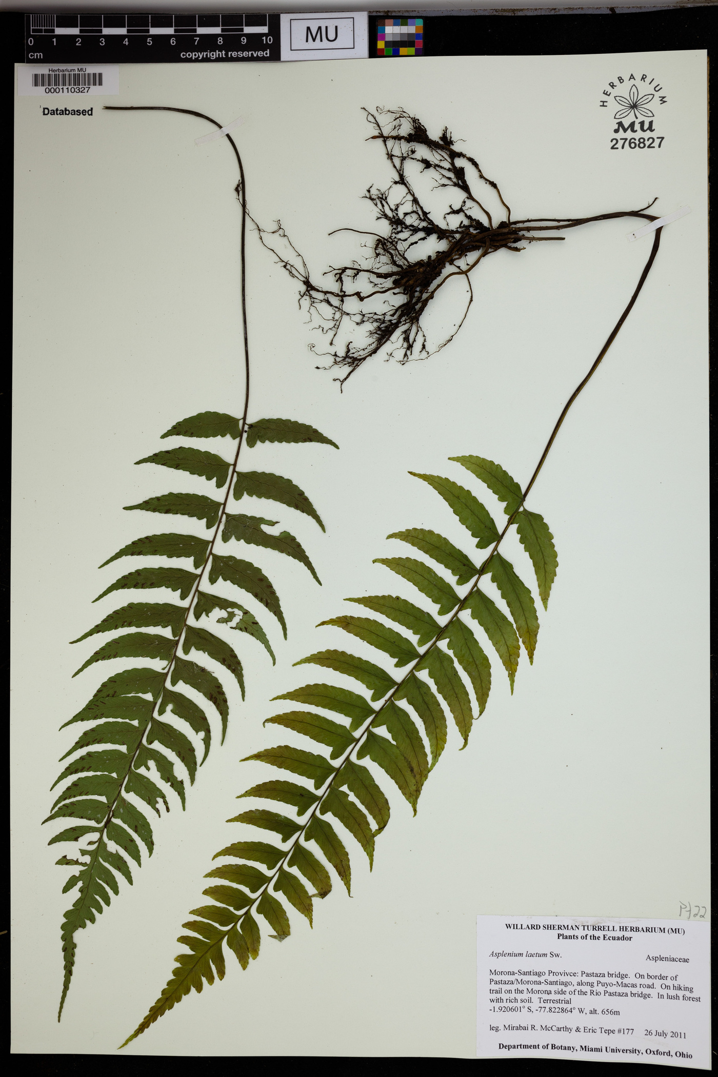 Asplenium laetum image