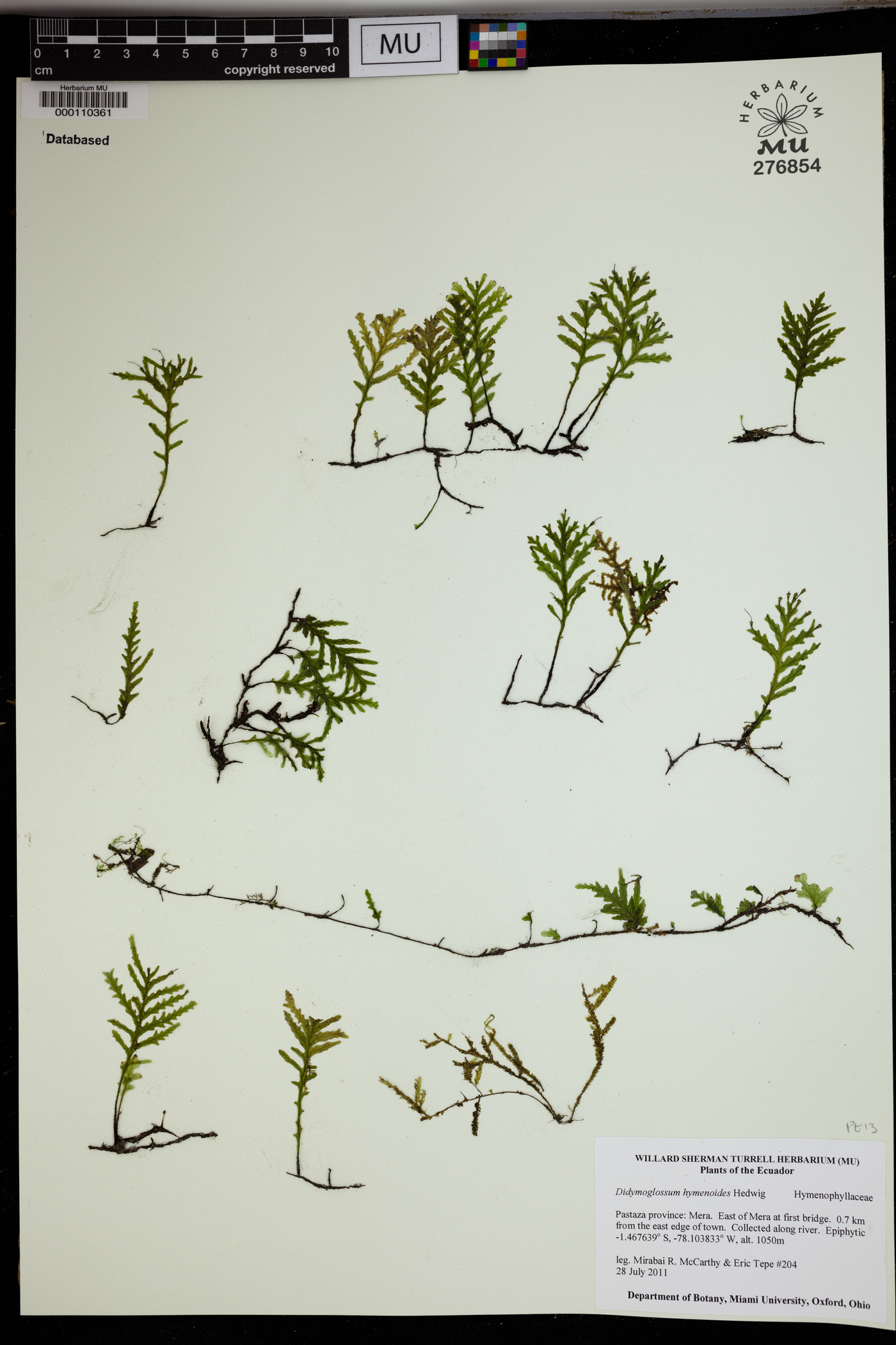 Trichomanes hymenoides image