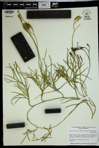 Diphasiastrum thyoides image