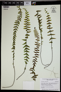 Asplenium hallii image