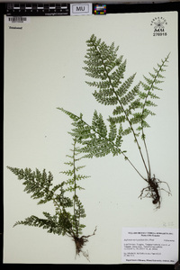 Asplenium myriophyllum image