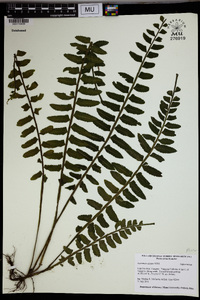 Asplenium alatum image