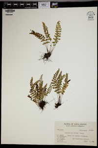 Asplenium viride image