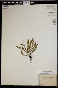 Asplenium viride image