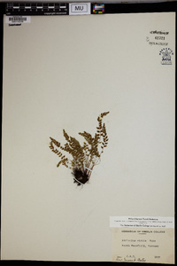 Asplenium viride image