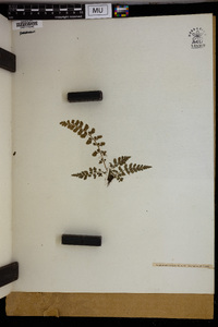 Asplenium varians image