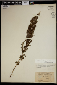 Athyrium alpestre var. americanum image