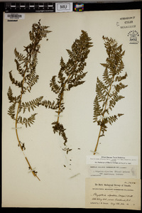 Athyrium alpestre image