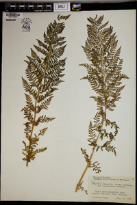 Athyrium alpestre var. americanum image