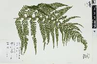 Microlepia strigosa image
