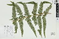 Microlepia strigosa image
