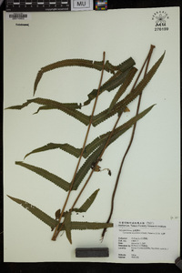 Cyclosorus acuminatus image