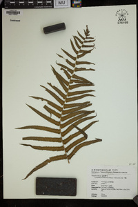 Cyclosorus acuminatus image