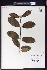 Morinda umbellata image