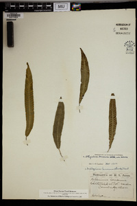 Athyrium lanceum image