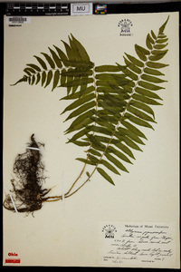 Athyrium pycnocarpum image