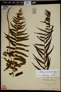 Athyrium pycnocarpum image