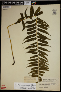 Athyrium pycnocarpum image